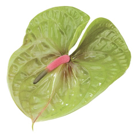 <h4>Anthurium pistache</h4>