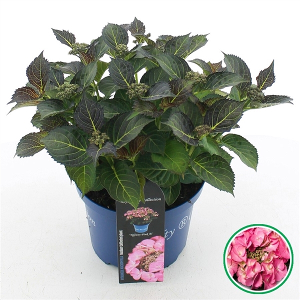<h4>Hydrangea macr. Royalty® Tiffany Purple</h4>