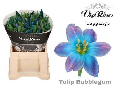 <h4>Tulipa si paint bubblegum</h4>