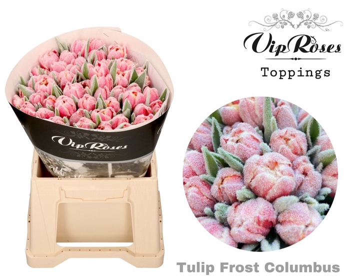 <h4>Tulipa si paint frost columbus</h4>