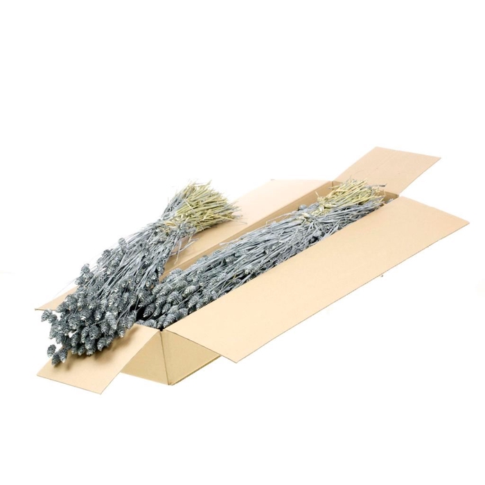 <h4>Phalaris SB grey misty</h4>
