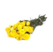 <h4>.Helichrysum nat.yellow</h4>