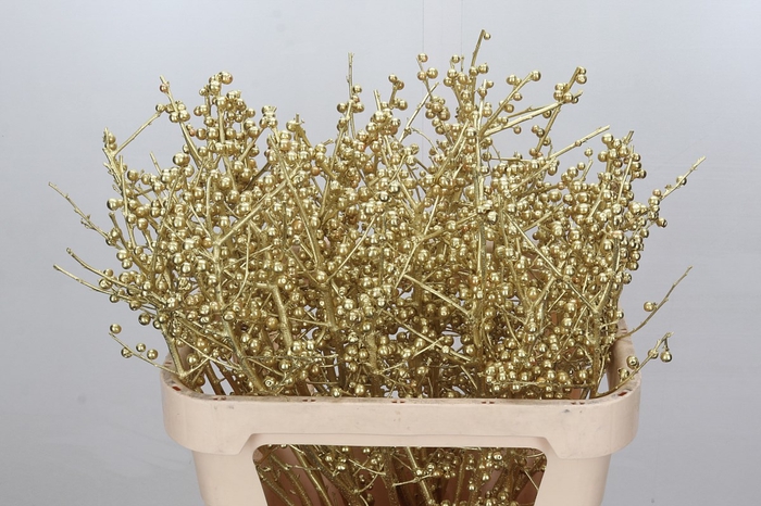 <h4>Ilex paint gold</h4>