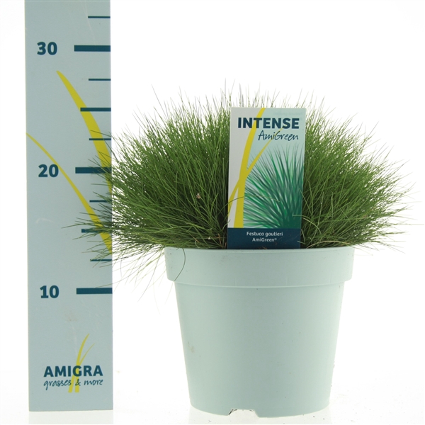 <h4>Festuca gautieri AmiGreen®</h4>