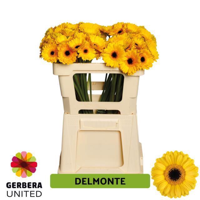 <h4>Germini delmonte</h4>