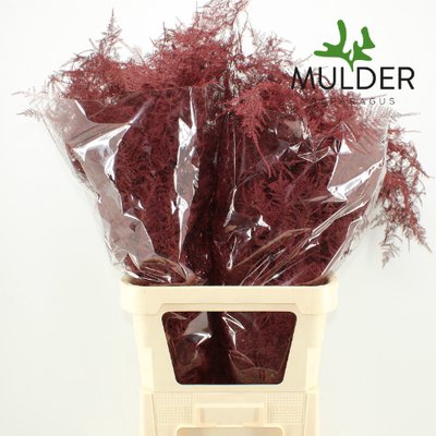 <h4>Leaf asparagus paint bordeaux</h4>