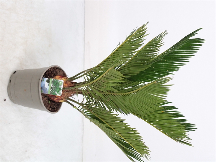 <h4>Cycas Revoluta</h4>