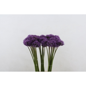 Allium Gladiator