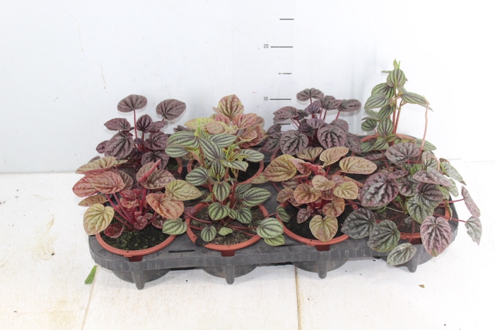 <h4>PEPEROMIA MINI C13 VARIADO</h4>