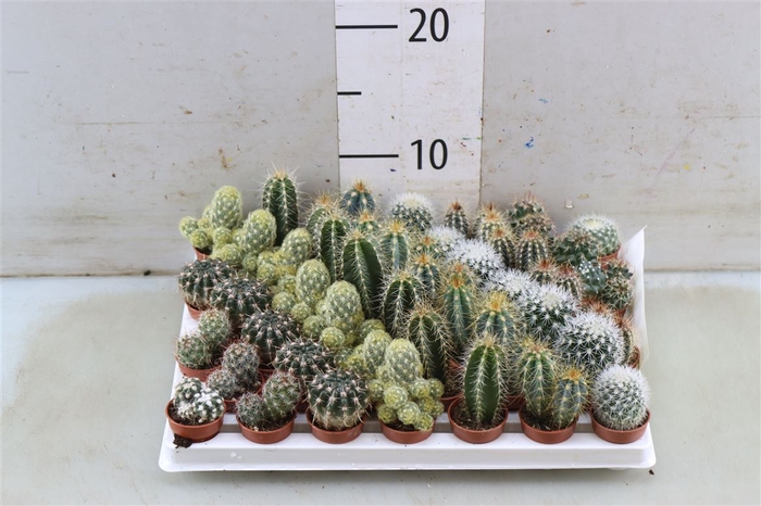 <h4>Cactus Mini Gemengd</h4>