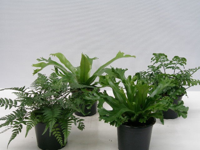 <h4>ASPLENIUM ANTIQUUM MIX P11</h4>