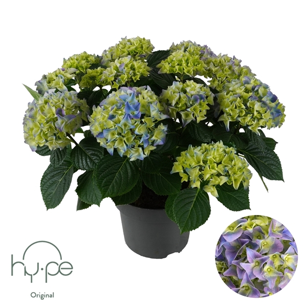 <h4>Hydrangea Mophead Blue 10+ | Hy-pe Original</h4>