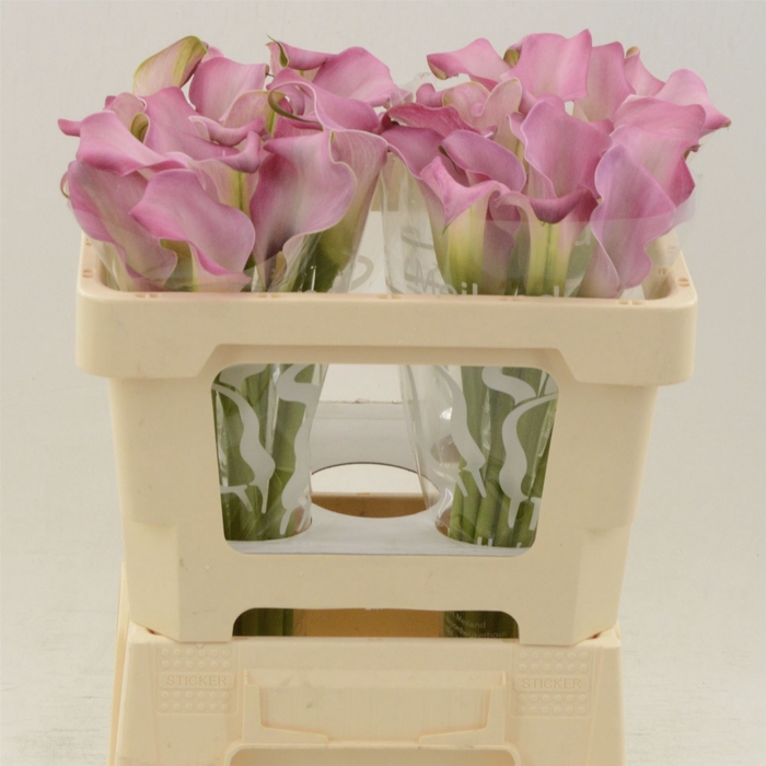 <h4>Calla Sweet Misty</h4>