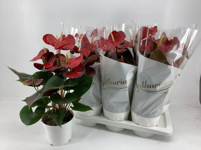 <h4>Anthu A Coral Champi</h4>