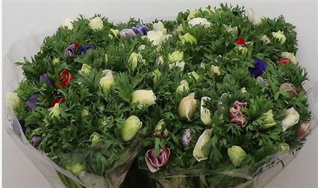 <h4>Anemone Mix</h4>