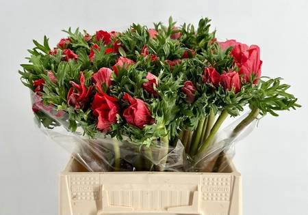 <h4>Anemone mistral plus red</h4>