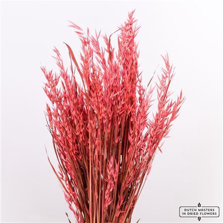 <h4>Dried Avena Frosted Cerise Bunch</h4>