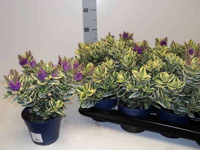 <h4>HEBE AND VARIEGATA</h4>