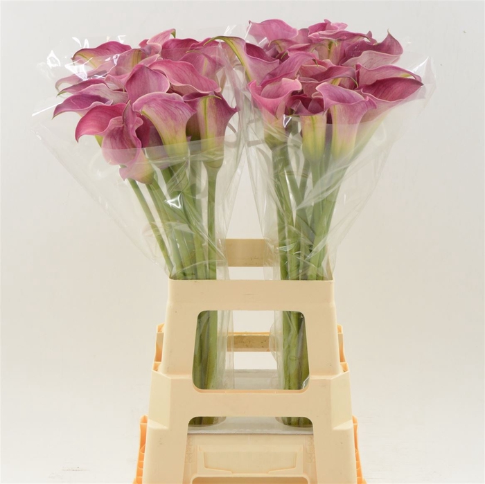 <h4>Zantedeschia captain romance</h4>