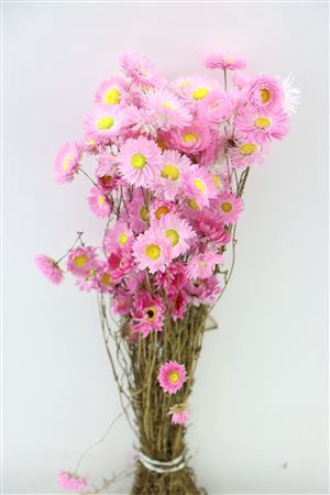 <h4>Dried Acroclinium Pink/white Bunch</h4>