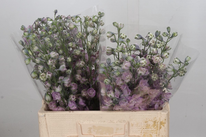 <h4>Delphinium do el dewi flaming</h4>