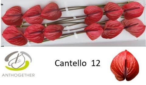 <h4>Anthurium cantello</h4>