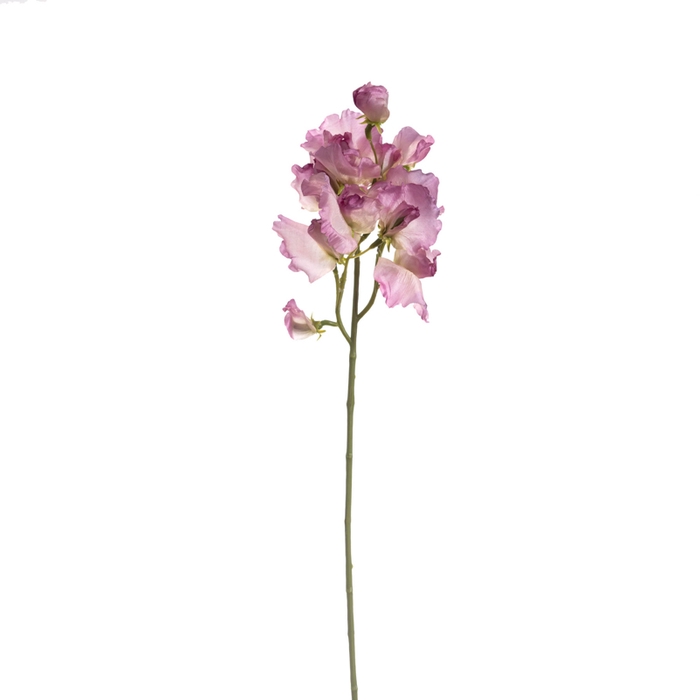 <h4>Af Lathyrus L46cm Lila</h4>