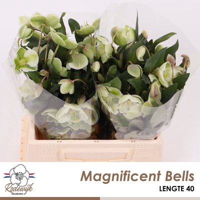 <h4>Helleborus magnificent bells</h4>