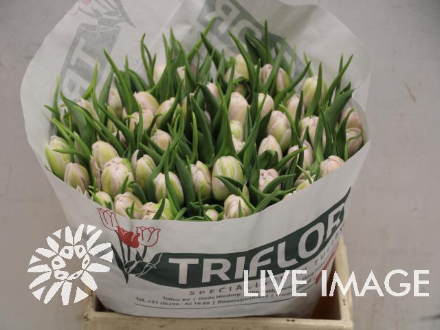 <h4>Tulipa do fair price</h4>