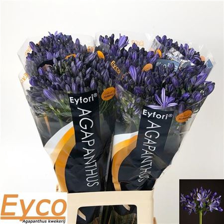 <h4>Agap Eyfori Blue Extra</h4>