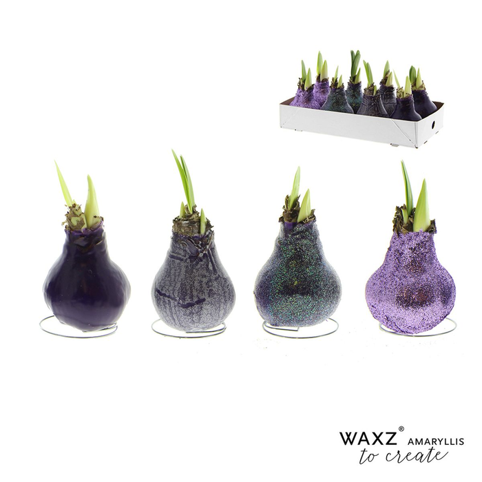 <h4>arr4 Amaryllis VH - Wax to create purple</h4>
