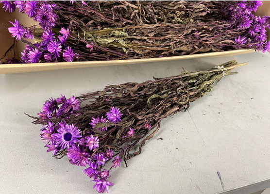 <h4>Df Helichrysum Bs Lilac</h4>