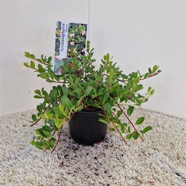 <h4>Arctostaphylos uva-ursi</h4>