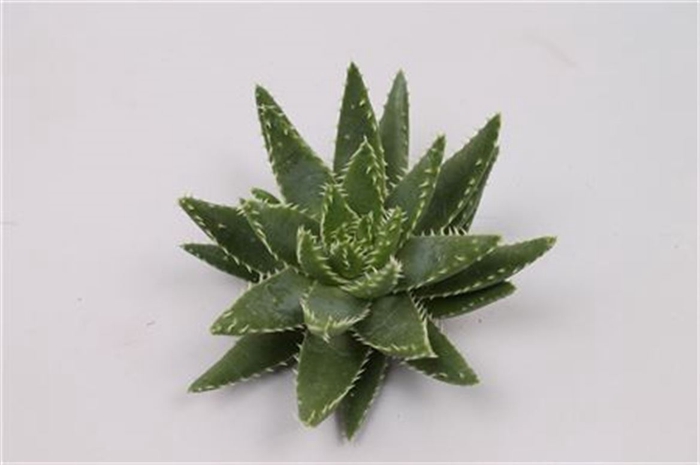 <h4>Aloe Brevifolia Cutflower Wincx-10cm</h4>