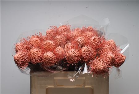 <h4>Leuco Klbh Apricot</h4>