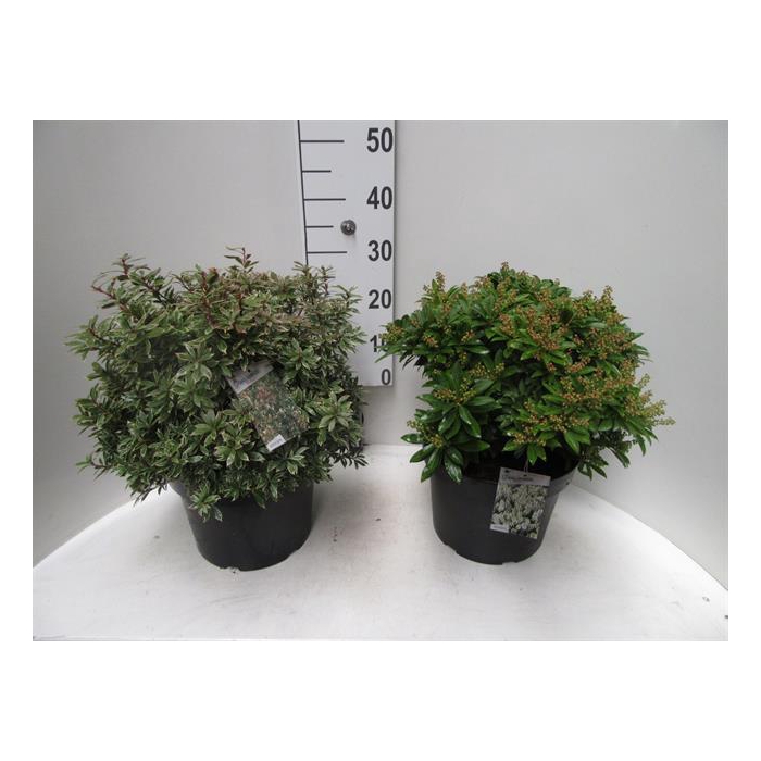 <h4>Pieris 28Ø 55cm</h4>
