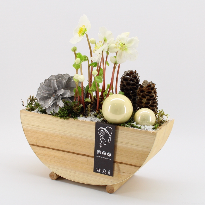 <h4>NHCR-2319 Verboom Helleborus</h4>