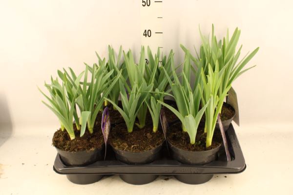 <h4>Allium christophii</h4>