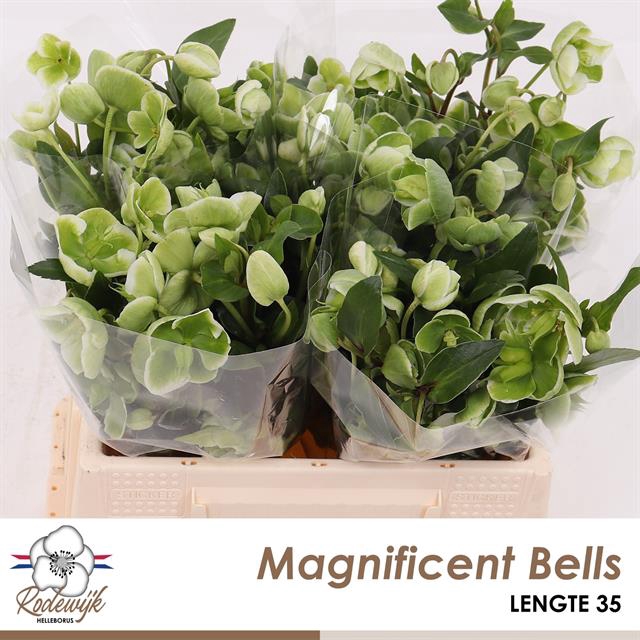 <h4>Helleborus magnificent bells</h4>