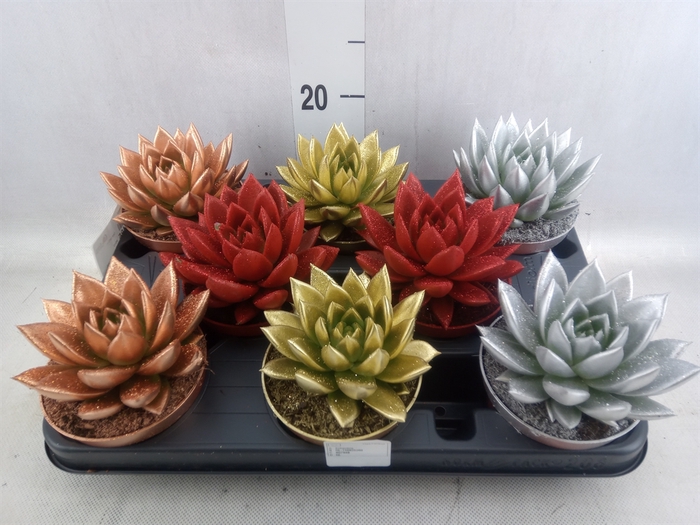 <h4>Echeveria  'Miranda'</h4>