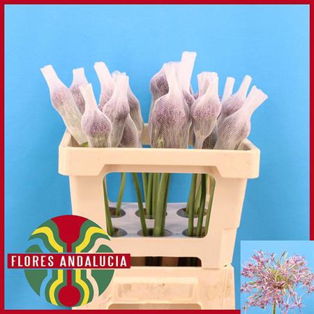 <h4>Allium Christophii</h4>