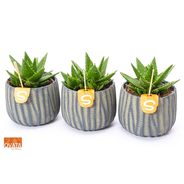 <h4>SuPure® - Aloe perfoliata in Paris 17 ROCKS + label</h4>