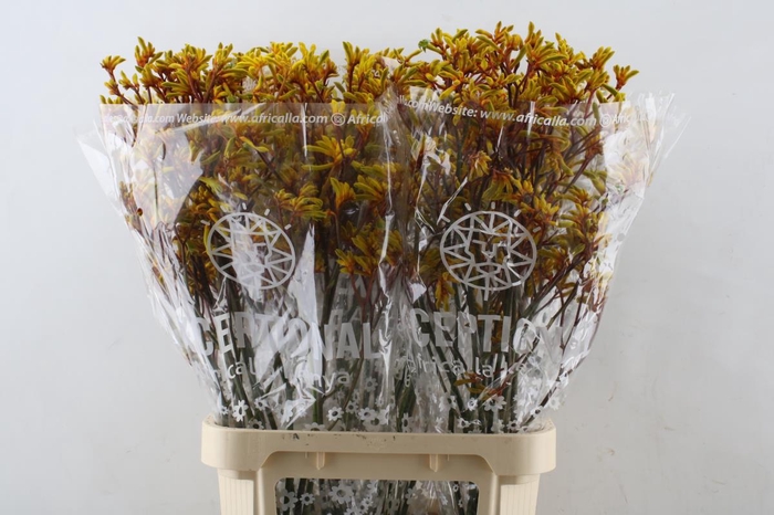 <h4>Anigozanthos Gold Fever Indoor</h4>