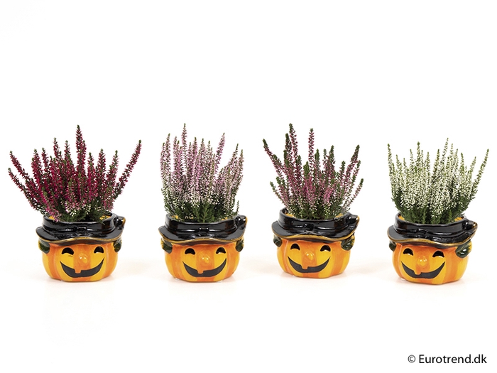 <h4>CALLUNA VULGARIS HA0LLOWEEN E9747 P6</h4>
