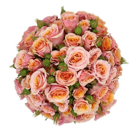 <h4>> Rosa Spray Baby Rosever</h4>