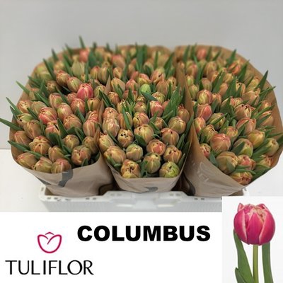 <h4>Tulipa do columbus</h4>
