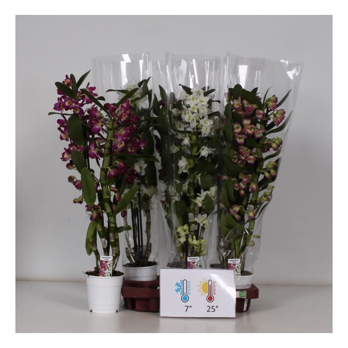<h4>Dendrobium nobile mix 12Ø 50cm 3st 18fl</h4>