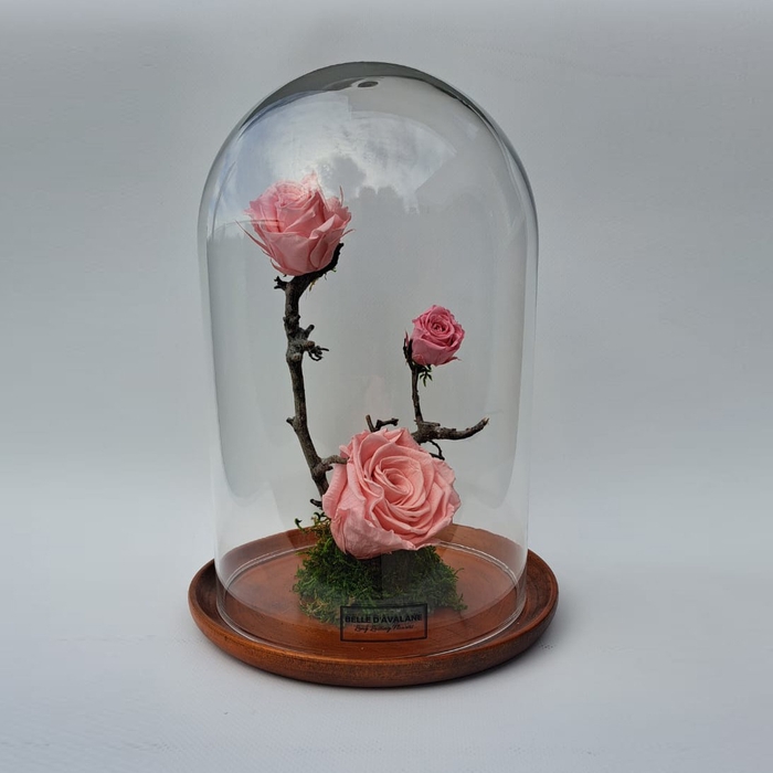 <h4>Stolp bruin 24h roze rozen glas</h4>