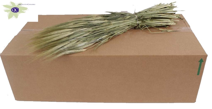 <h4>Hordeum per bunch natural</h4>