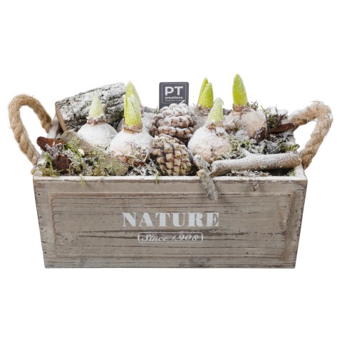 <h4>PTWH4426 Arrangementen Hyacinthus</h4>